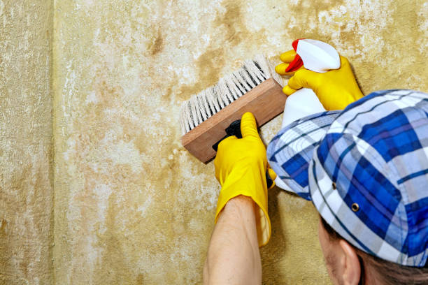 Best Real Estate Mold Inspection  in Montague, CA