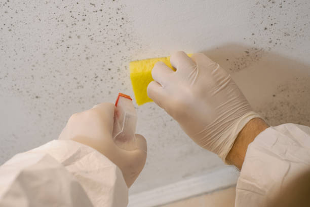Best Air Quality Testing for Mold Spores  in Montague, CA