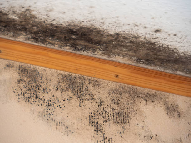 Best Asbestos and Lead Testing During Mold Inspection  in Montague, CA